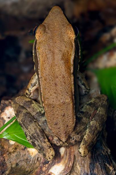istock Fungoid Frog or the malabar hills frog 1345952312