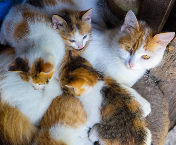 istock Mom ginger cat with kittens, portrait, close up, copy space 1345952321