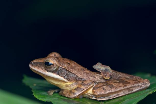 istock Side profile  view of Tree Frog at Goa 1345952422
