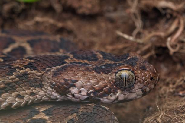 istock Saw scaled viper at Goa 1345952430
