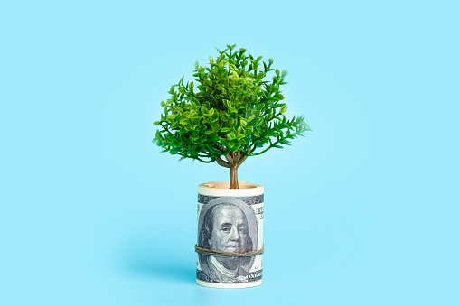 Money tree on a blue background. Growing tree from the American dollar. Economy and money concept.