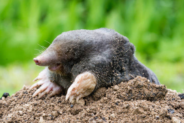 istock Mole peeking from the mole hill in the garden 1345954922