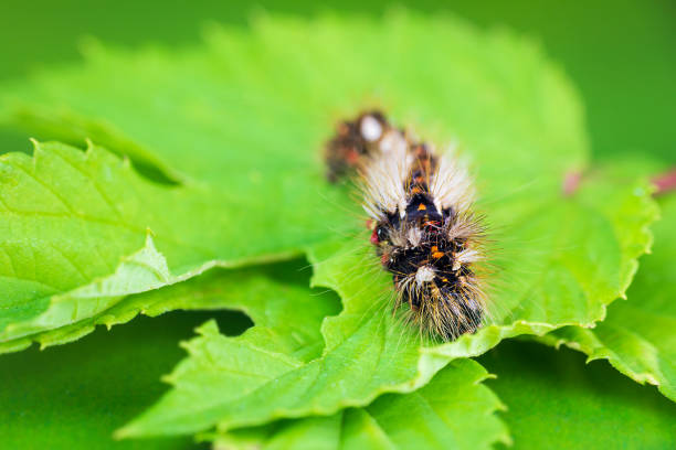istock Grass moth, acronicta rumicis larvae, caterpillar climbing on leaves. Macro animal 1345955185