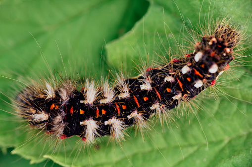 Top view grass moth, acronicta rumicis larvae, caterpillar climbing on leaves. Macro colored photo of animal