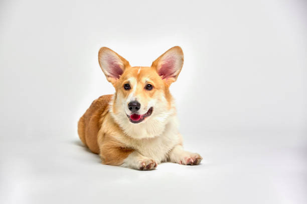 istock Funny corgi pembroke in studio in front of a white background 1345955654