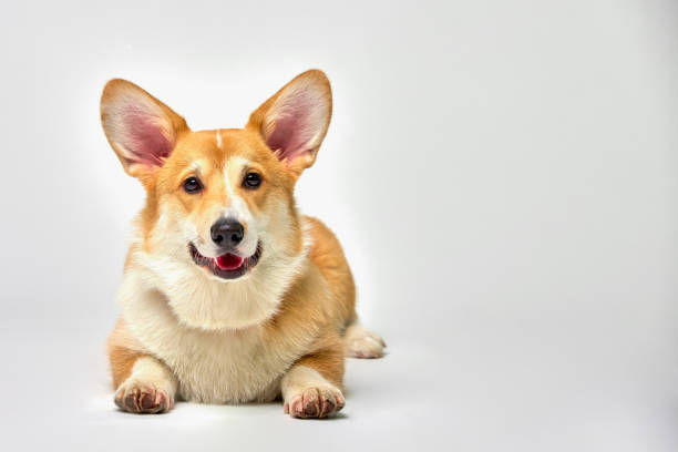 istock Funny corgi pembroke in studio in front of a white background 1345955753