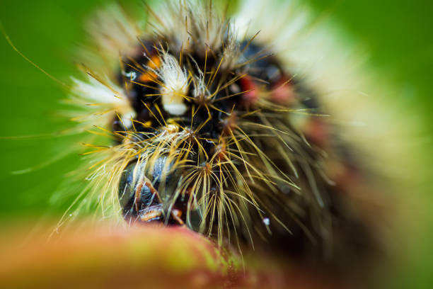 istock Grass moth, acronicta rumicis larvae, caterpillar climbing on stem with green background, front view. Macro animal 1345955762