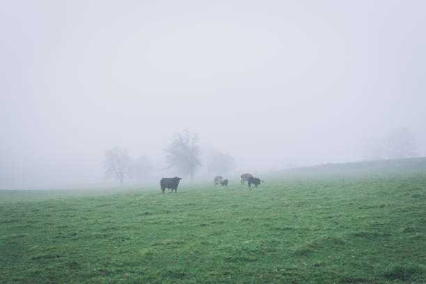 istock Cows In A Field Fog 1345955993
