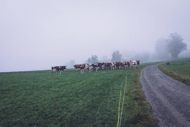 istock Scenic View Of Landscape Against Sky Cows 1345956013