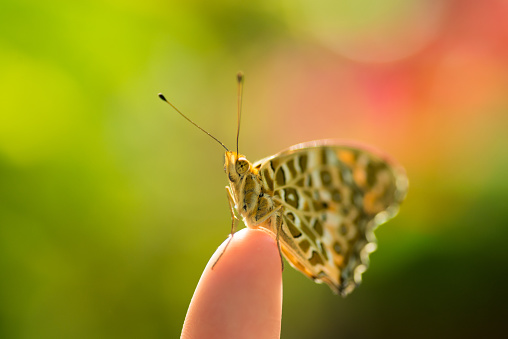 Image of a butterfly perching on a finger