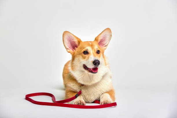 istock Funny corgi pembroke with a red leash in studio in front of a white background 1345956825