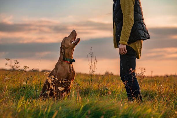 Beautiful Hungarian Vizsla dog and its owner during outdoors obedience training session. Sit and stay command. Woman with hunting dog portrait. stock photo