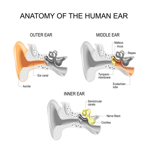 anatomia ucha.  zbliżenie struktury ludzkiego ucha. - inner tube stock illustrations