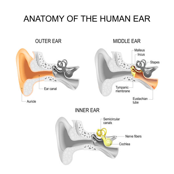 Ear anatomy.  Close-up of human ear structure. Ear anatomy. Cross section of External (outer), middle, and Inner ear opened. Close-up of human ear structure. Poster for education and medical use. Vector illustration. easy editable ear canal stock illustrations