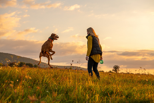 Mature woman playing fetch with her beautiful hungarian vizsla. Dog playing with ball background. Woman and hunting dog enjoying nature walk on a sunny autumn evening.