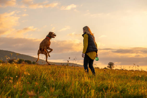 Mature woman playing fetch with her beautiful hungarian vizsla. Dog playing with ball background. Woman and hunting dog enjoying nature walk on a sunny autumn evening. stock photo