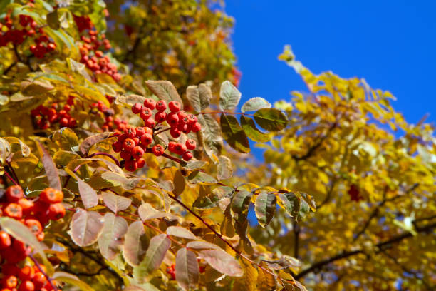 istock Autumn branches of mountain ash against the sky. 1345958554