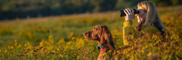 istock Young female hunter using binoculars for bird spotting with hungarian vizsla dog by her side, out in a meadow on a beautiful sunny autumn evening. Hunting with a hunting dog. 1345958921