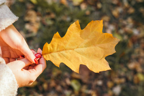 istock dry fallen oak leaf in hands on autumn background 1345959232