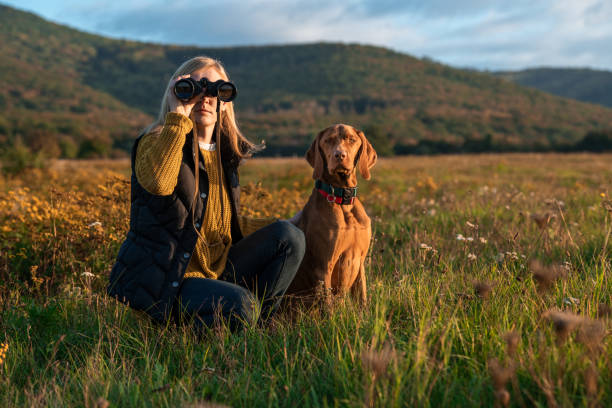 istock Young female hunter using binoculars for bird spotting with hungarian vizsla dog by her side, out in a meadow on a beautiful sunny autumn evening. Hunting with a hunting dog. 1345959351