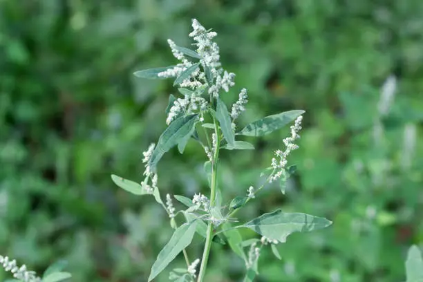 Top of stem of the flowering wild Chenopodium album, also known as white goosefoot on a blurred background, close-up in selective focus