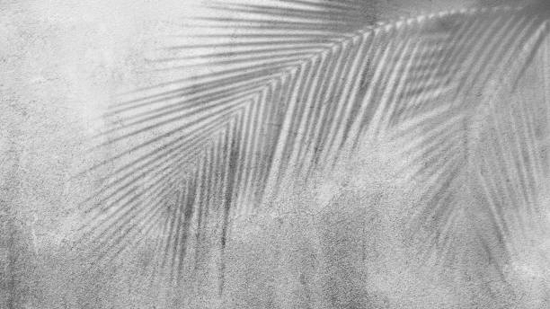 istock Palm leaves shadow on cement black and white and blured. 1345963934