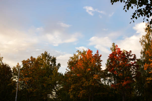 Yellow and orange tree tops at sunset in autumn close up