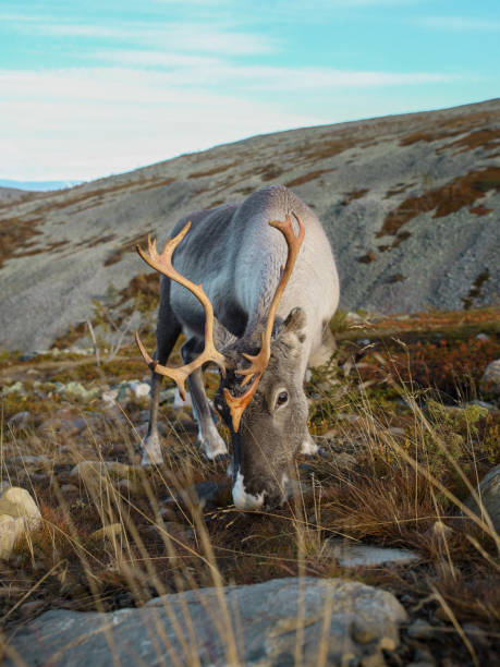 istock Reindeer eating on top of a mountain 1345965095
