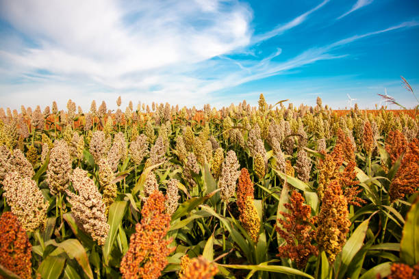Biofuel and Food, Sorghum Plantation industry. Field of Sweet Sorghum stalk and seeds. Millet field. Agriculture field of sorghum, named also Durra, Milo, or Jowari stock photo