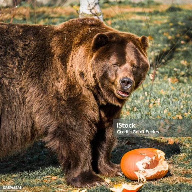 Big Brown Bear Stock Photo - Download Image Now - Halloween, Zoo, Bear