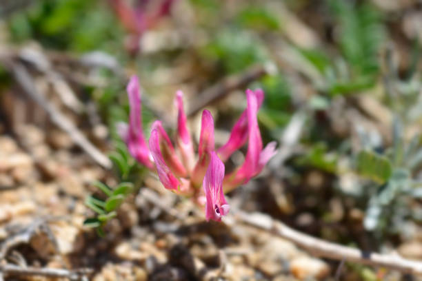 istock Illyric Montpellier Milk Vetch 1345966871