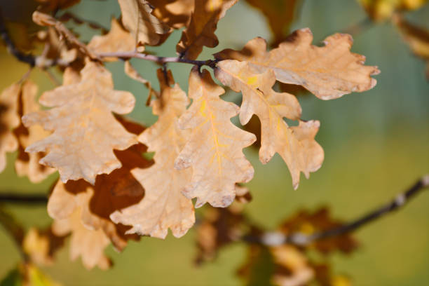 istock Oak leaves in the autumn park 1345966981