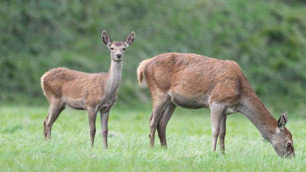 istock Deer female with puppy at grazing (Cervus elaphus) 1345967639