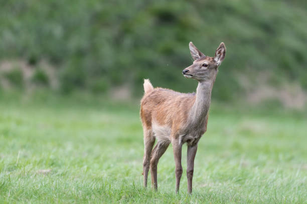 istock Young deer female at twilight (Cervus elaphus) 1345967643