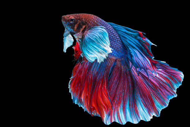 istock Halfmoon Betta splendens fighting fish in Thailand on isolated black background. The moving moment beautiful of blue and red Siamese betta fish with copy space. 1345967653