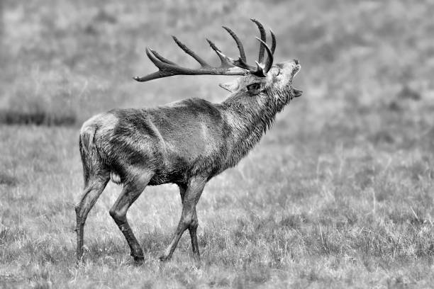 istock Majestic deer male covered by mud (Cervus elaphus) 1345967868