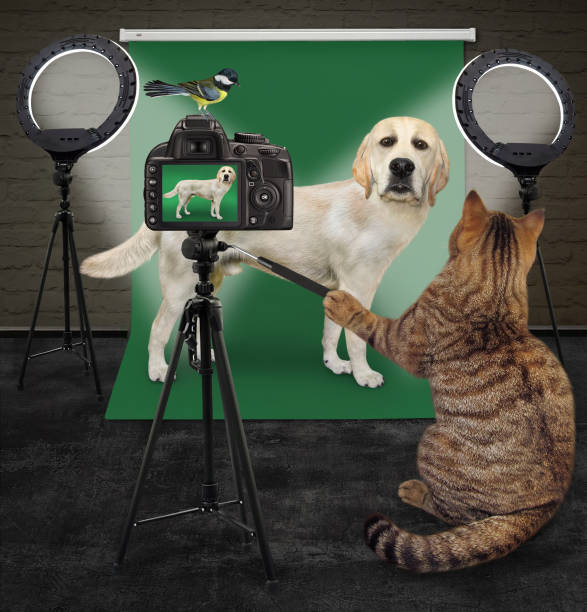 istock Cat photographing dog labrador 1345969101