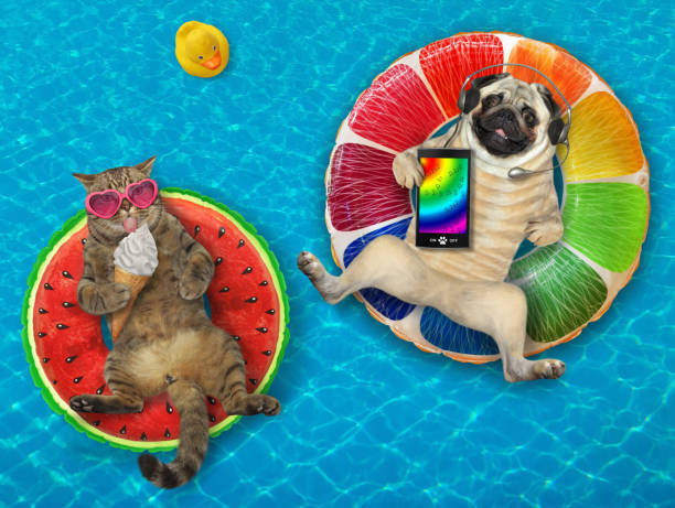 istock Dog pug and cat on inflatable rings 2 1345969122