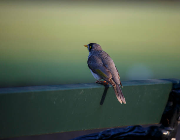 istock Australian noisy miner bird 1345969319