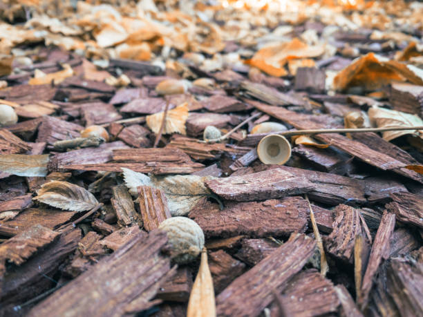 istock Autumn brown wood mulch interspersed with acorn hats, selective focus 1345971244