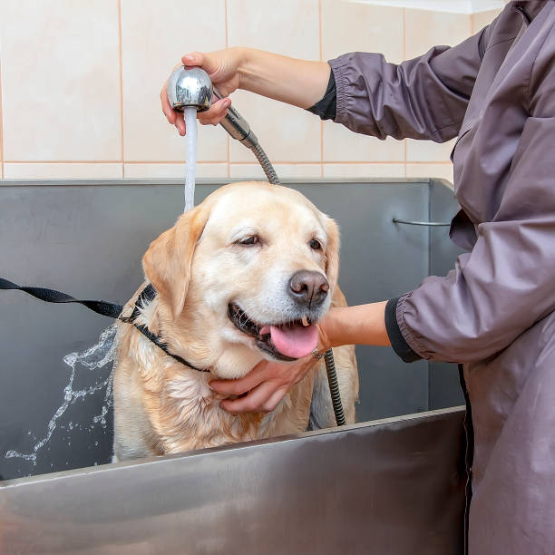 istock A labrador dog is washed in a grooming salon. 1345971400