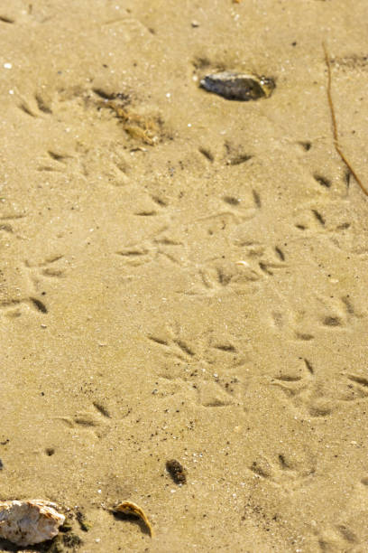 istock Scattered bird tracks in wet sand at low tide 1345973714