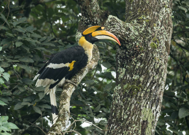 istock The globally threatened Great Hornbill 1345975021