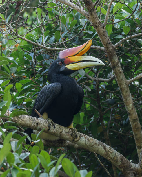 istock A young Rhinoceros Hornbill in a fig tree 1345975033