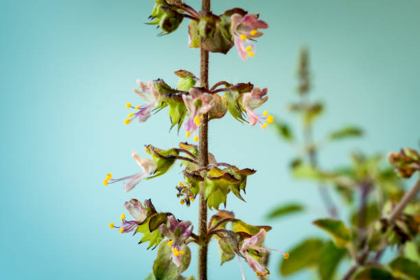 nahaufnahme wunderschöner krishna tulsi in blüte (tulasi oder heiliges basilikum) gegen blauen himmel - hinduism outdoors horizontal close up stock-fotos und bilder