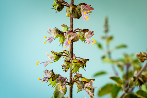 Krishna Tulsi, the Holy Basil or Tulasi (Ocimum Sanctum), the Aromatic Medical Plant used in Ayurveda and for Religious Purposes in India