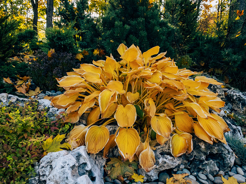 Hosta Plantaginea with yellow leaves - plant for Japanese autumn garden of stones. Chinese plant with yellow plantain leaves in landscaped park.