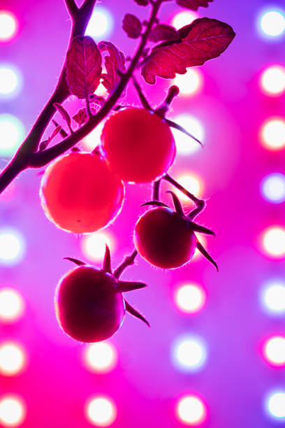 istock cherry tomato harvest under the led light grow lamp 1345976428