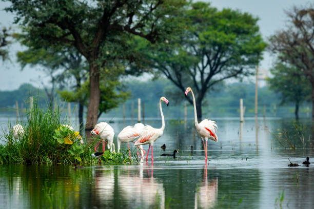 nature scenery or natural painting by Greater flamingo flock or flamingos family during winter migration at Keoladeo National Park or Bharatpur bird sanctuary rajasthan india - Phoenicopterus roseus nature scenery or natural painting by Greater flamingo flock or flamingos family during winter migration at Keoladeo National Park or Bharatpur bird sanctuary rajasthan india - Phoenicopterus roseus bharatpur photos stock pictures, royalty-free photos & images
