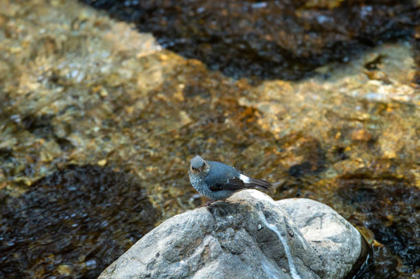 água plumbeous redstart ou rhyacornis fuliginosa pássaro empoleirado em rocha perto do córrego do rio - fuliginosa - fotografias e filmes do acervo